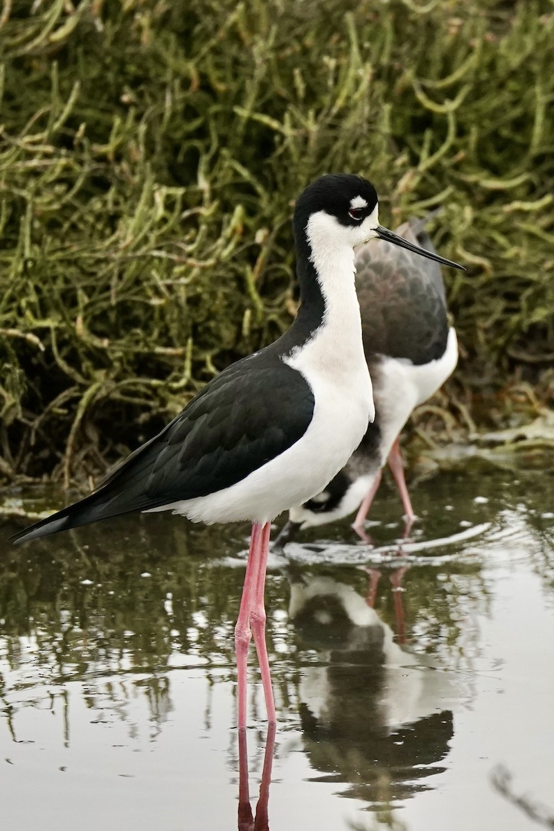 Black-necked Stilt - ML646622800