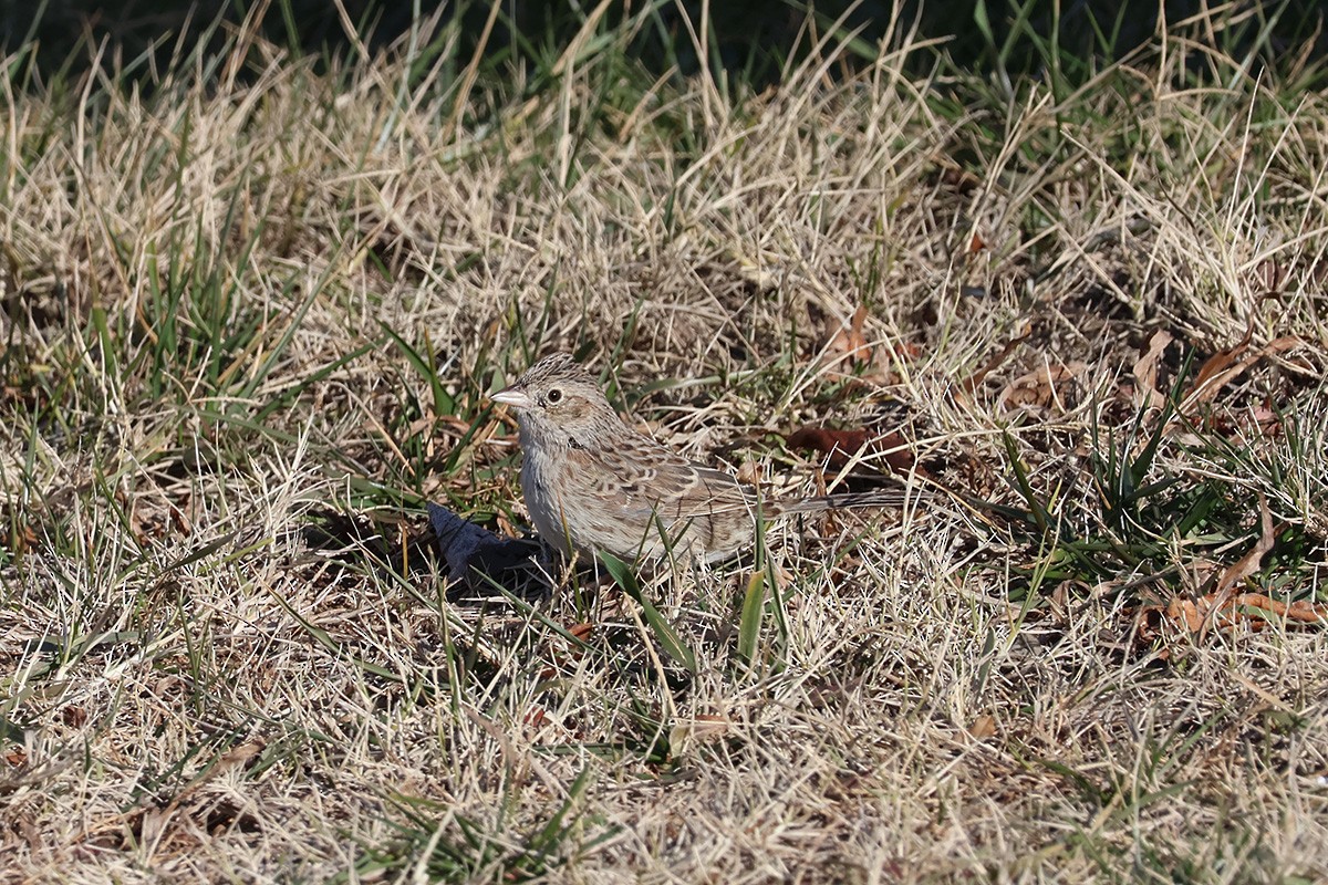 Cassin's Sparrow - ML646622801