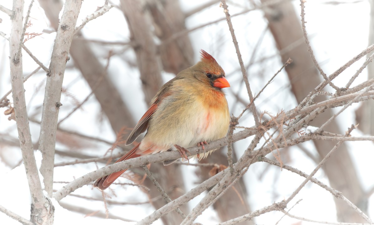 kardinál červený - ML646622802