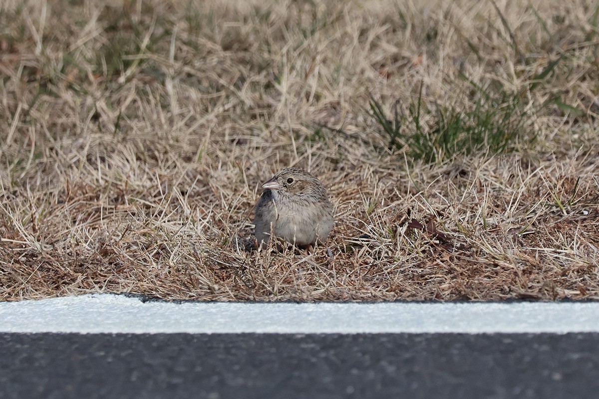 Cassin's Sparrow - ML646622805