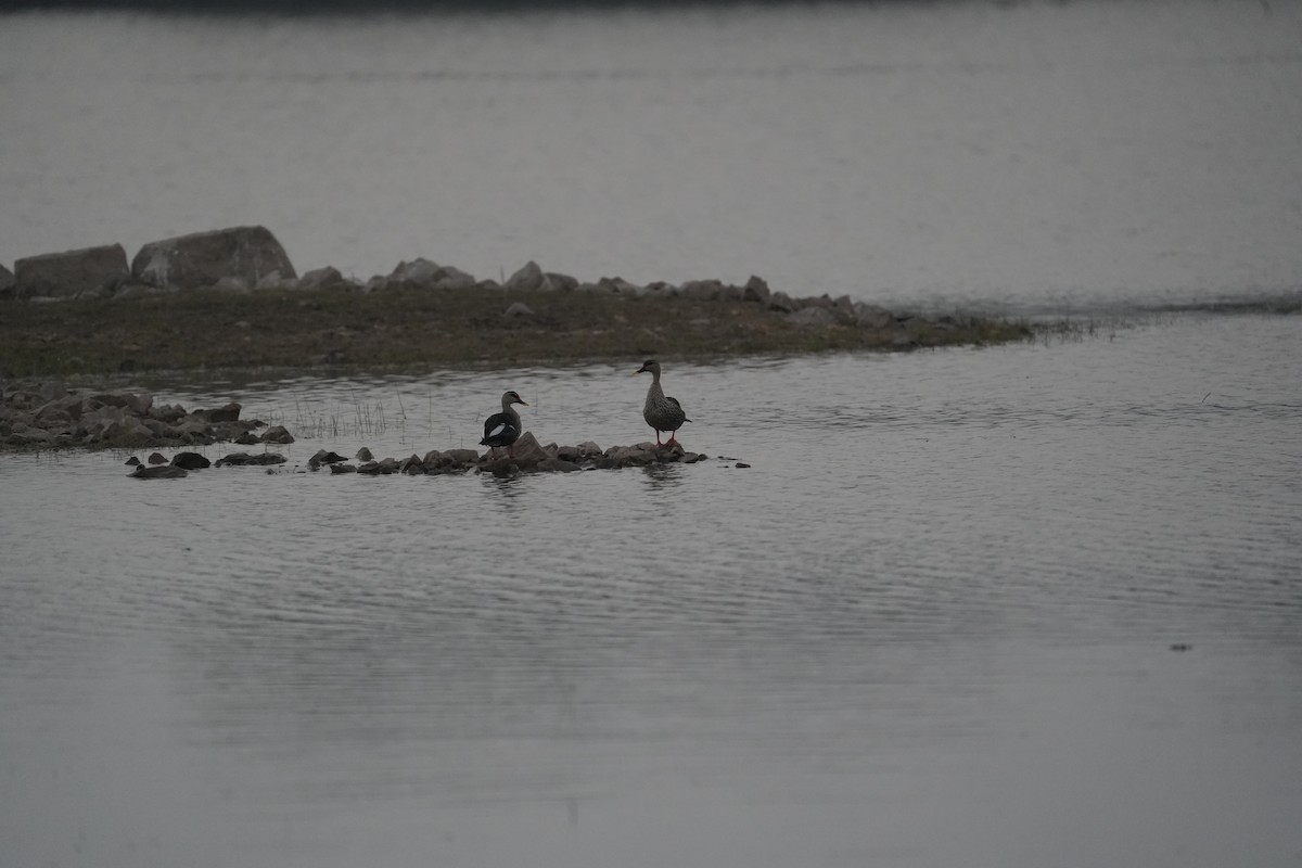 Indian Spot-billed Duck - ML646622813