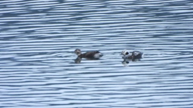 Морянка - ML646622816