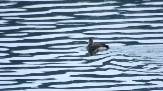 Морянка - ML646622818