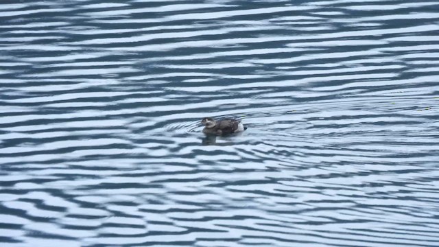 Морянка - ML646622819