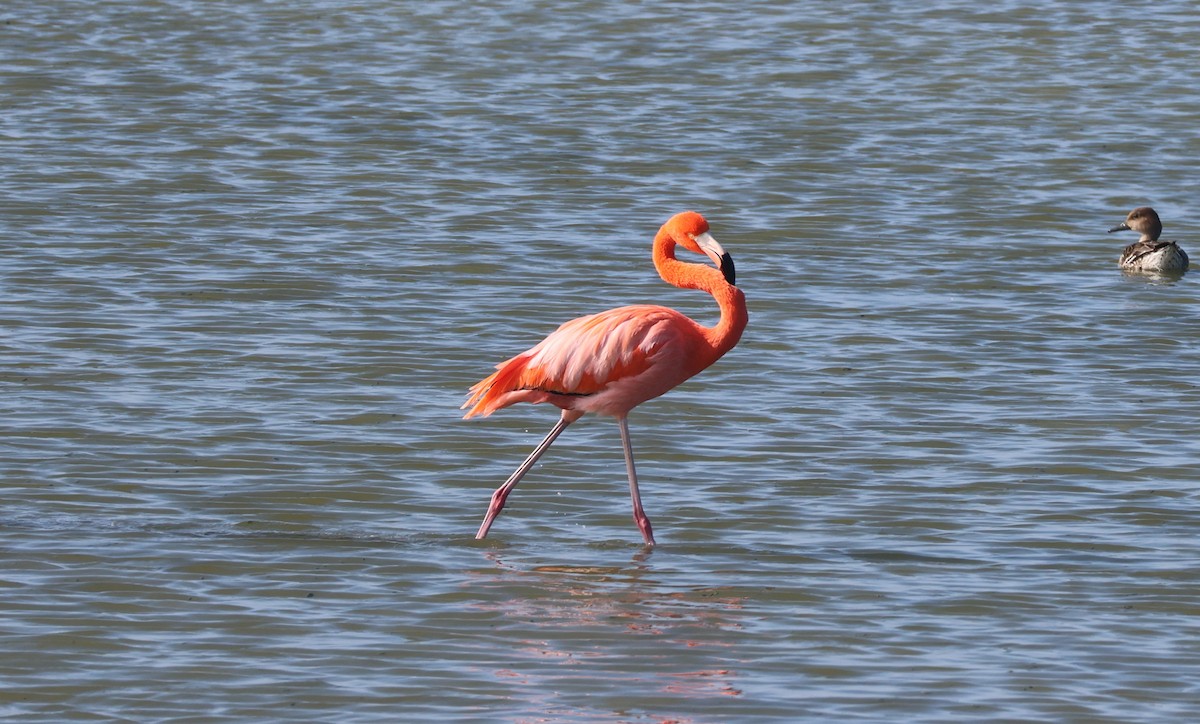 Flamenko gorria - ML646622821