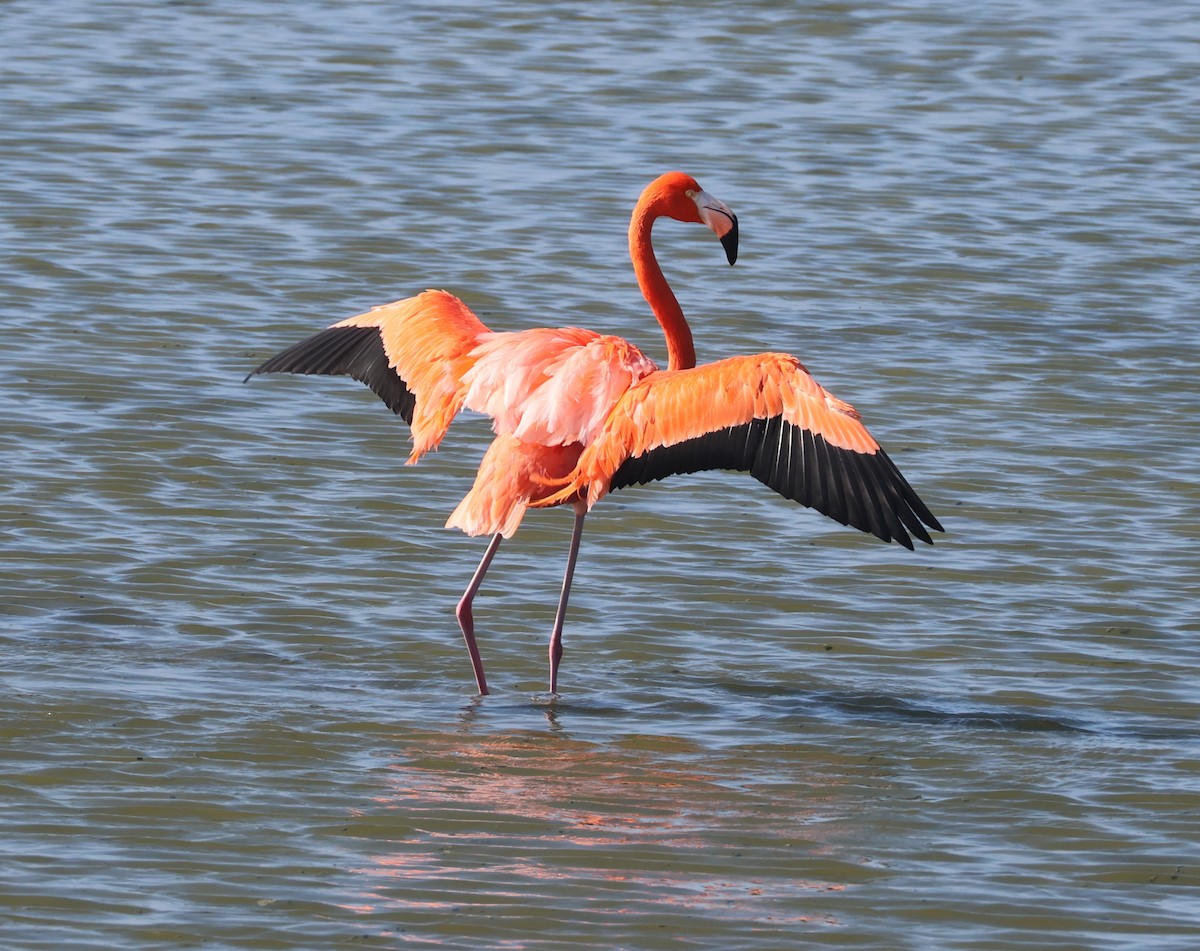 Flamenko gorria - ML646622822