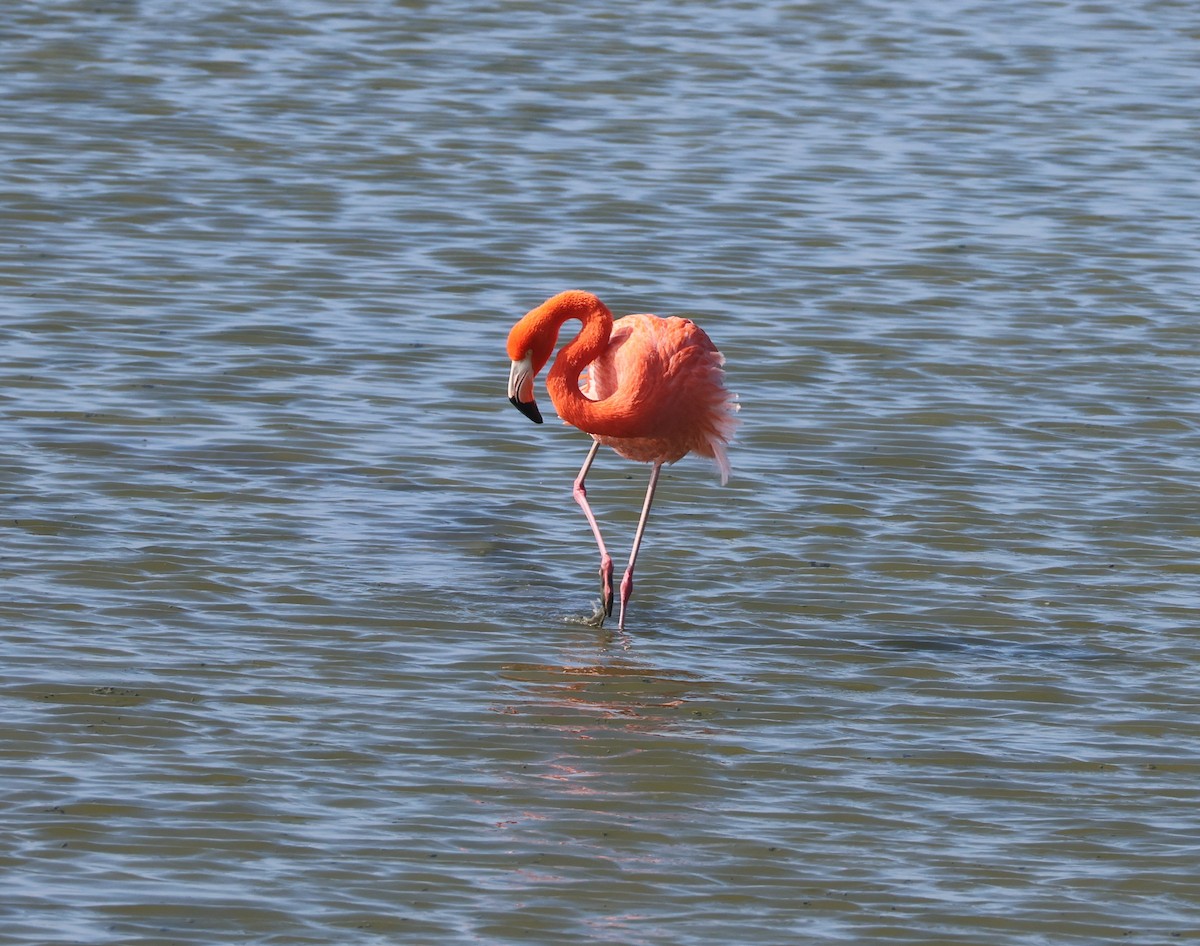 Flamenko gorria - ML646622823