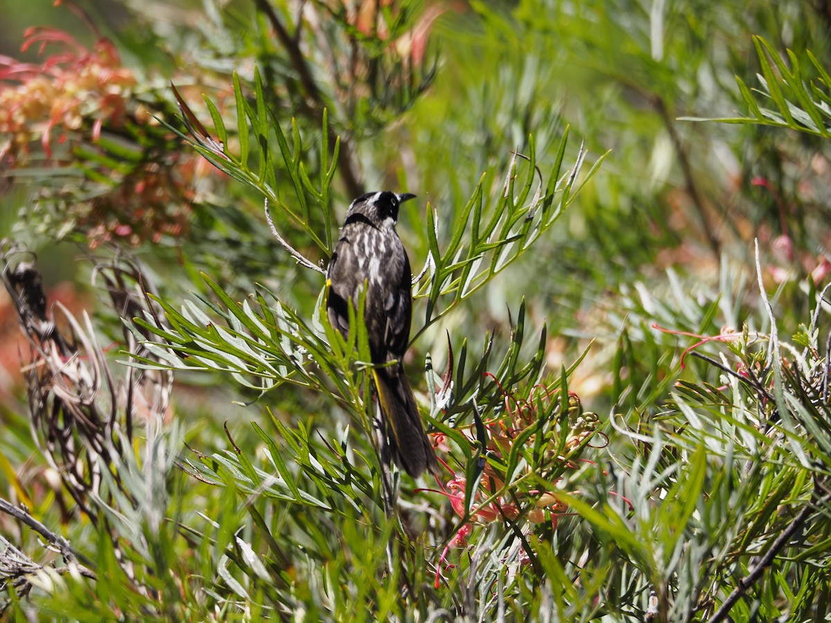 New Holland Honeyeater - ML646622826