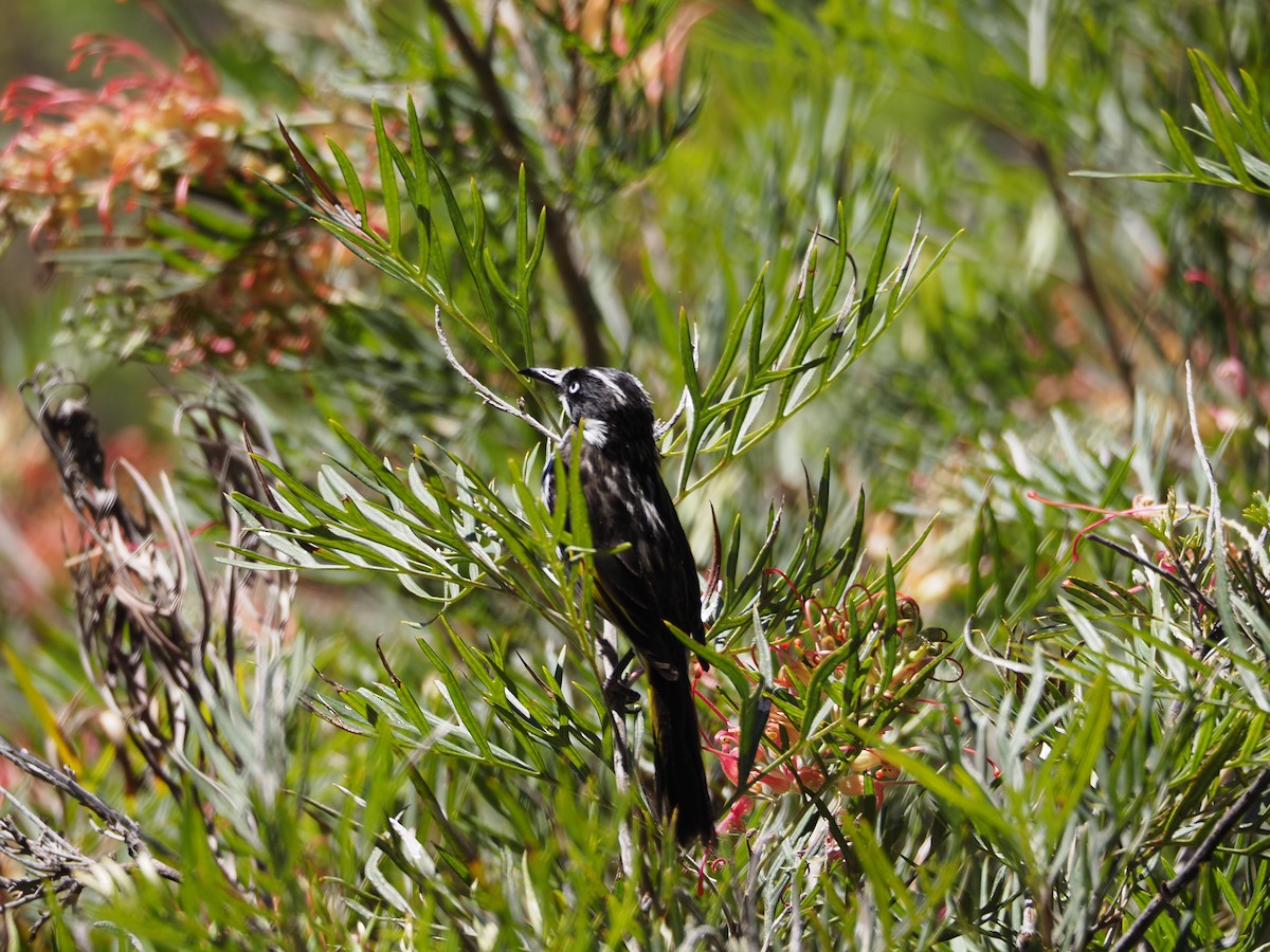 New Holland Honeyeater - ML646622827