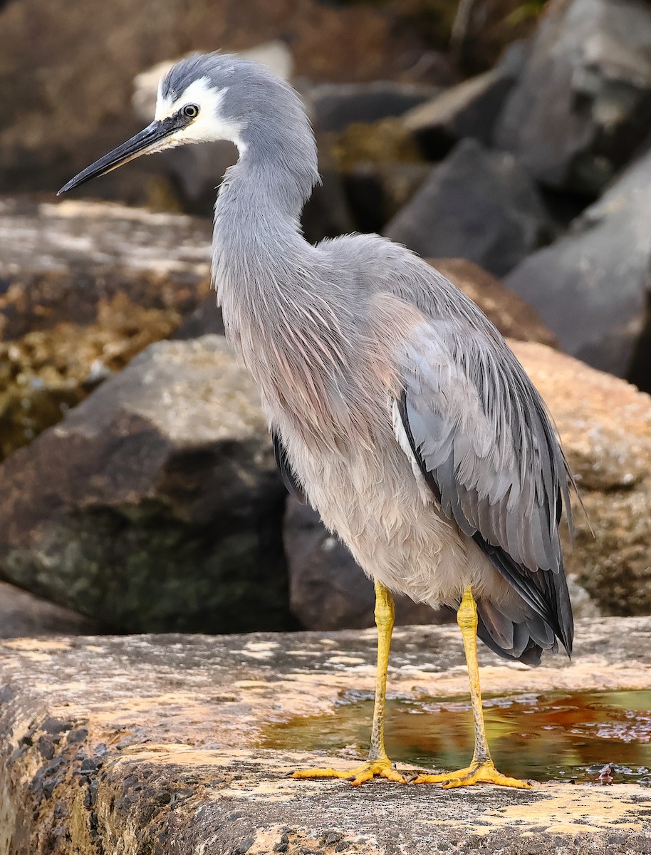 White-faced Heron - ML646622844