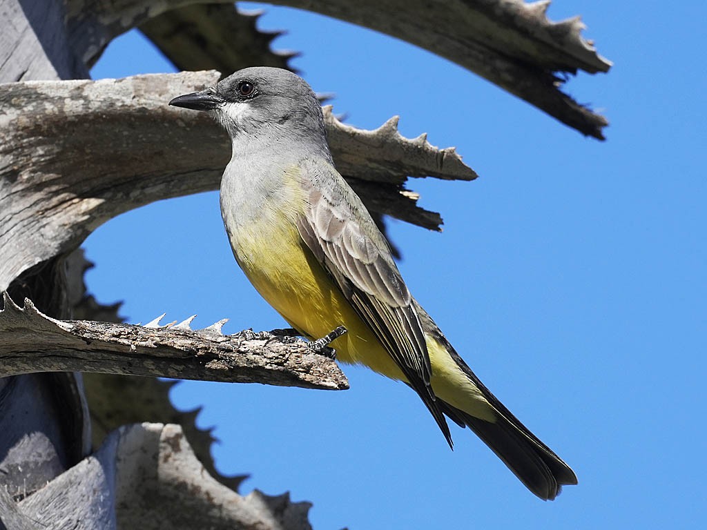 Cassin's Kingbird - ML646622850