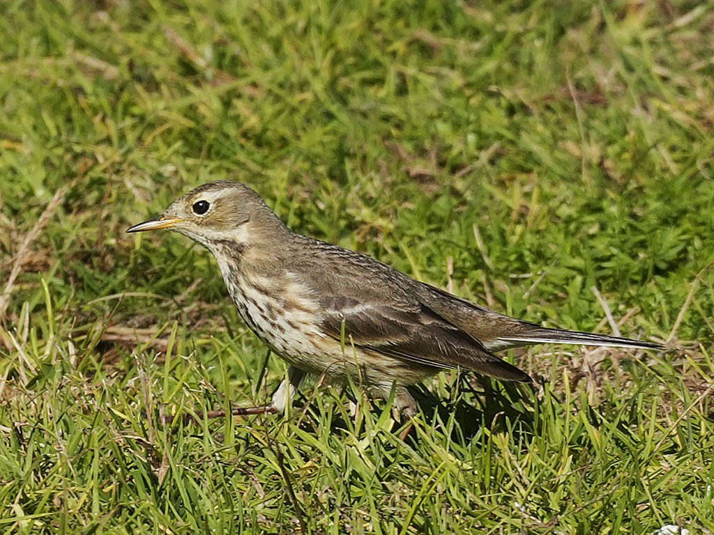 American Pipit - ML646622851
