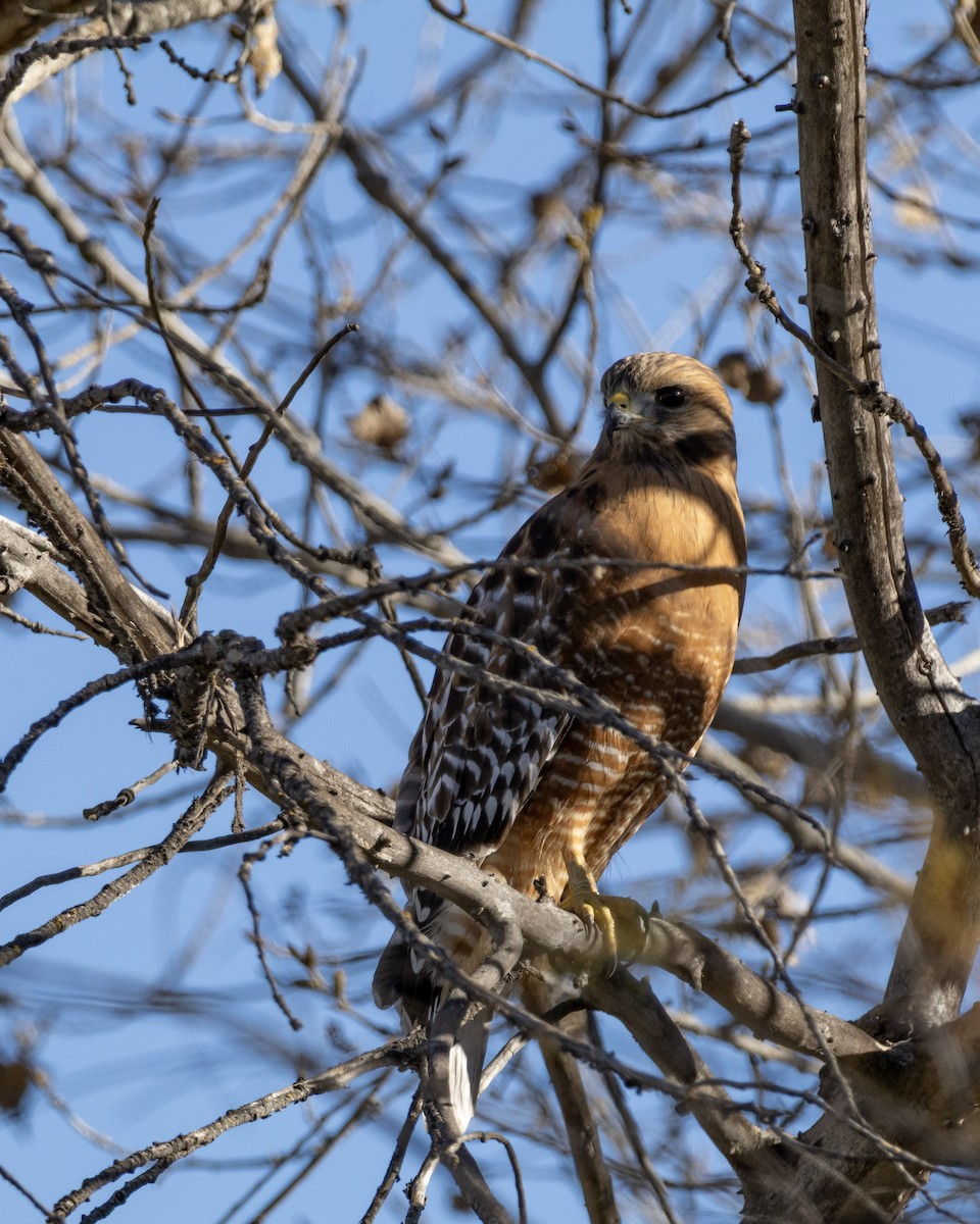 Red-shouldered Hawk - ML646622852