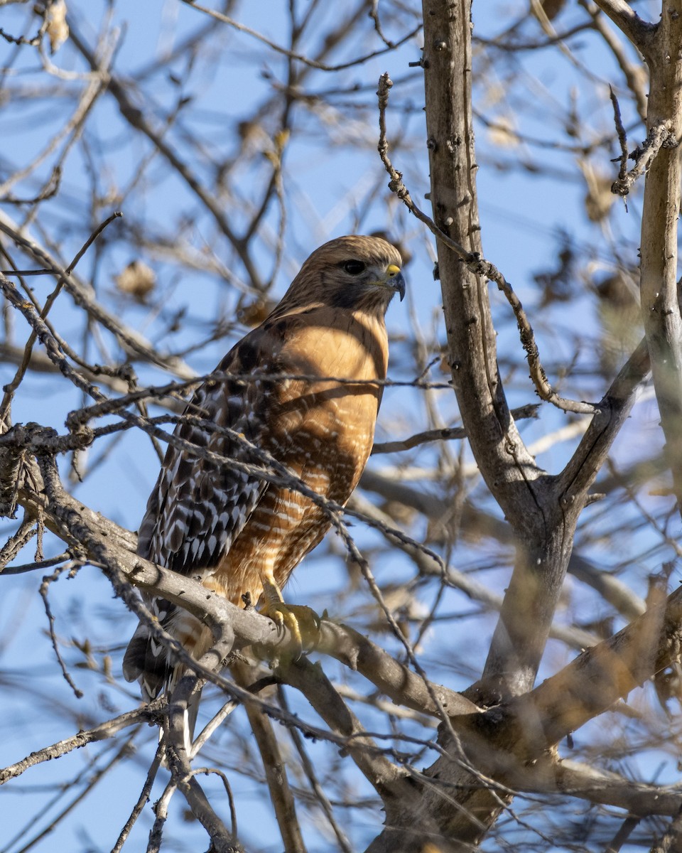 Red-shouldered Hawk - ML646622853