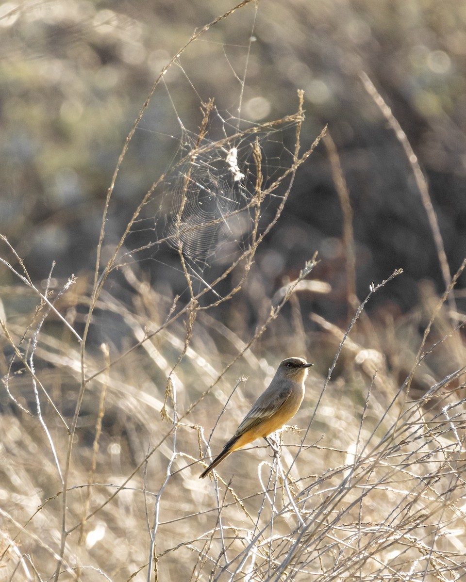 Say's Phoebe - ML646622855