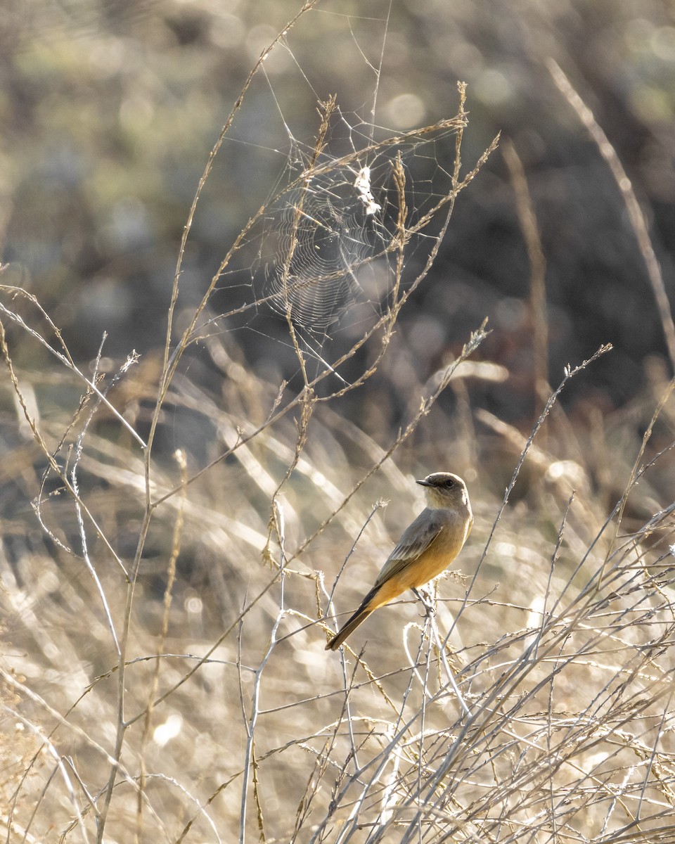 Say's Phoebe - ML646622856