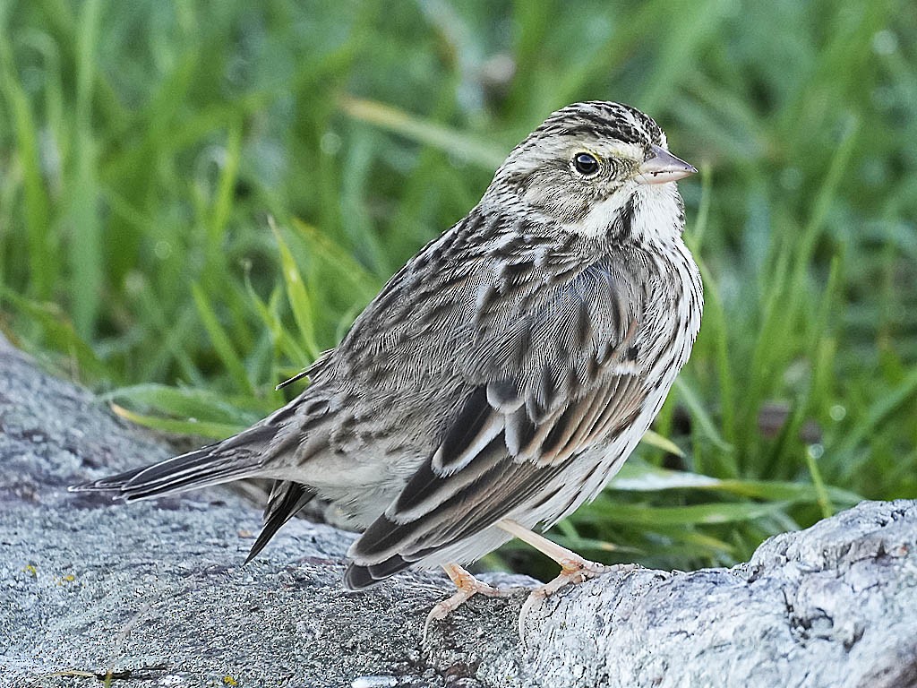 Savannah Sparrow - ML646622857