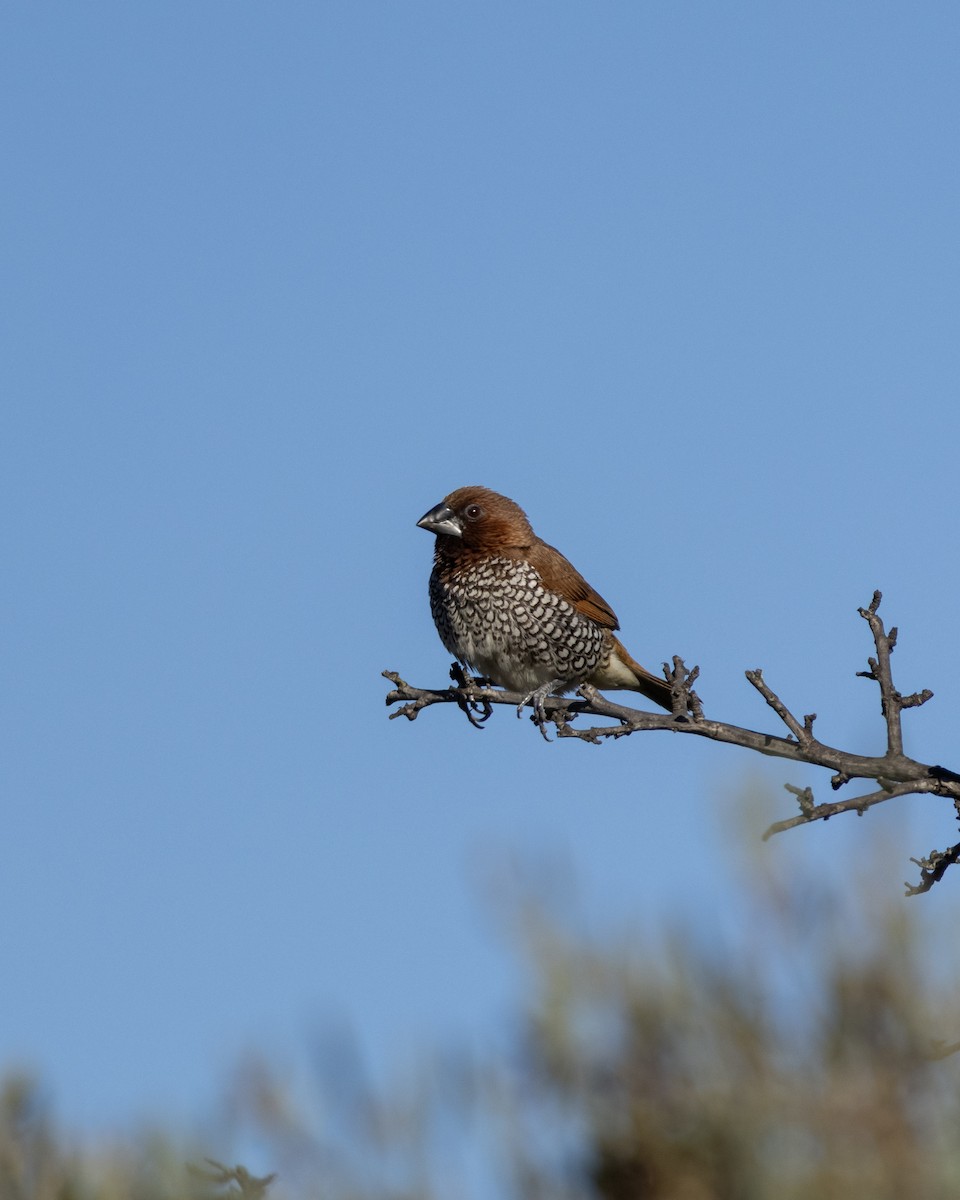 Scaly-breasted Munia - ML646622858