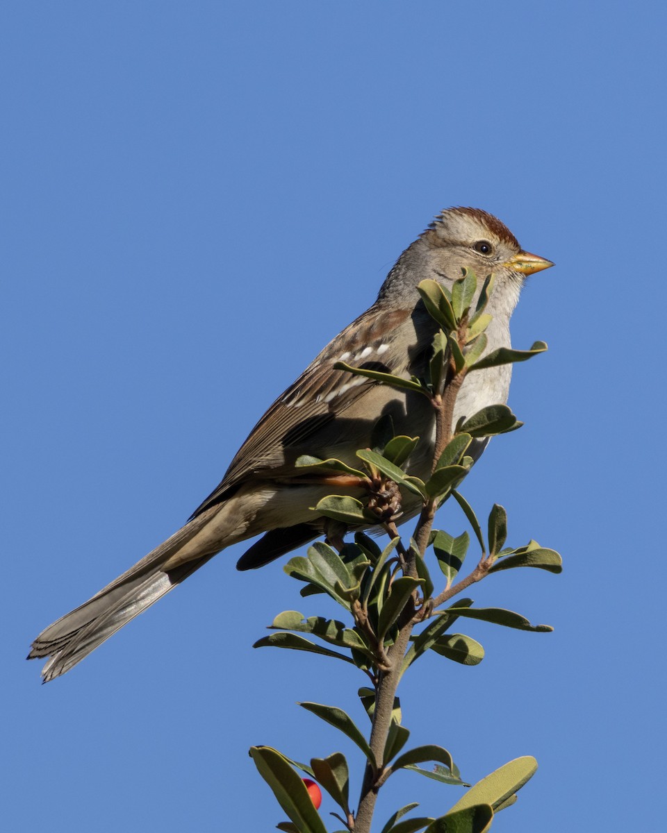 White-crowned Sparrow - ML646622859