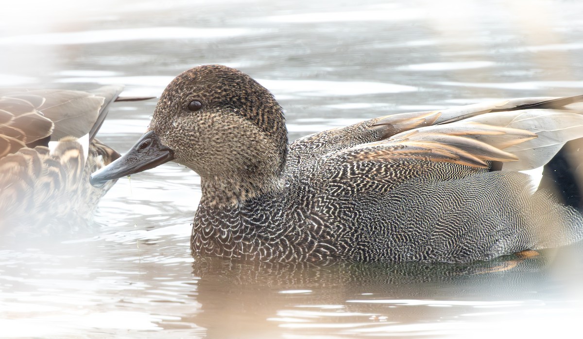 kopřivka obecná - ML646622860