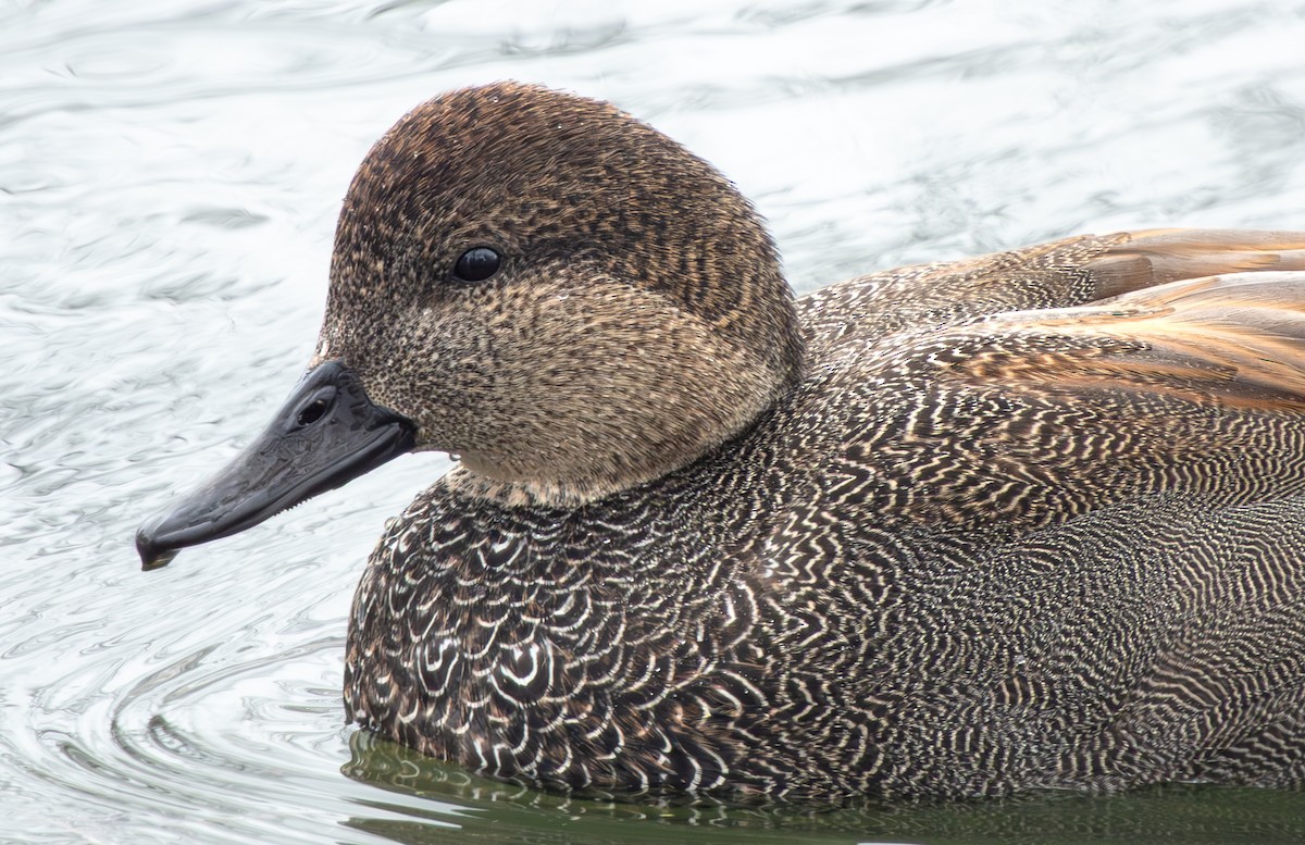 kopřivka obecná - ML646622861