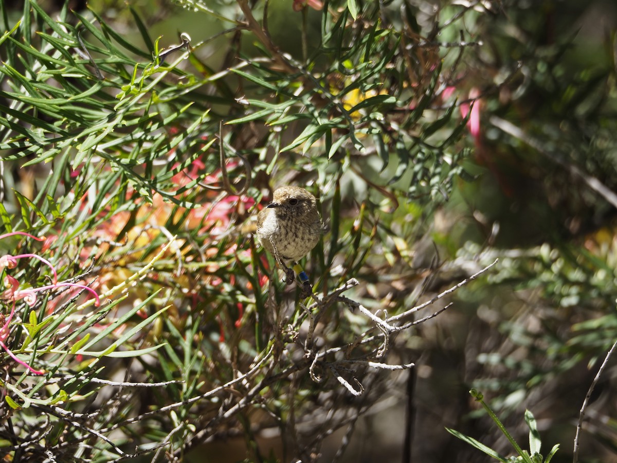 Brown Thornbill - ML646622862