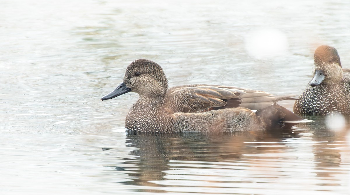 kopřivka obecná - ML646622863