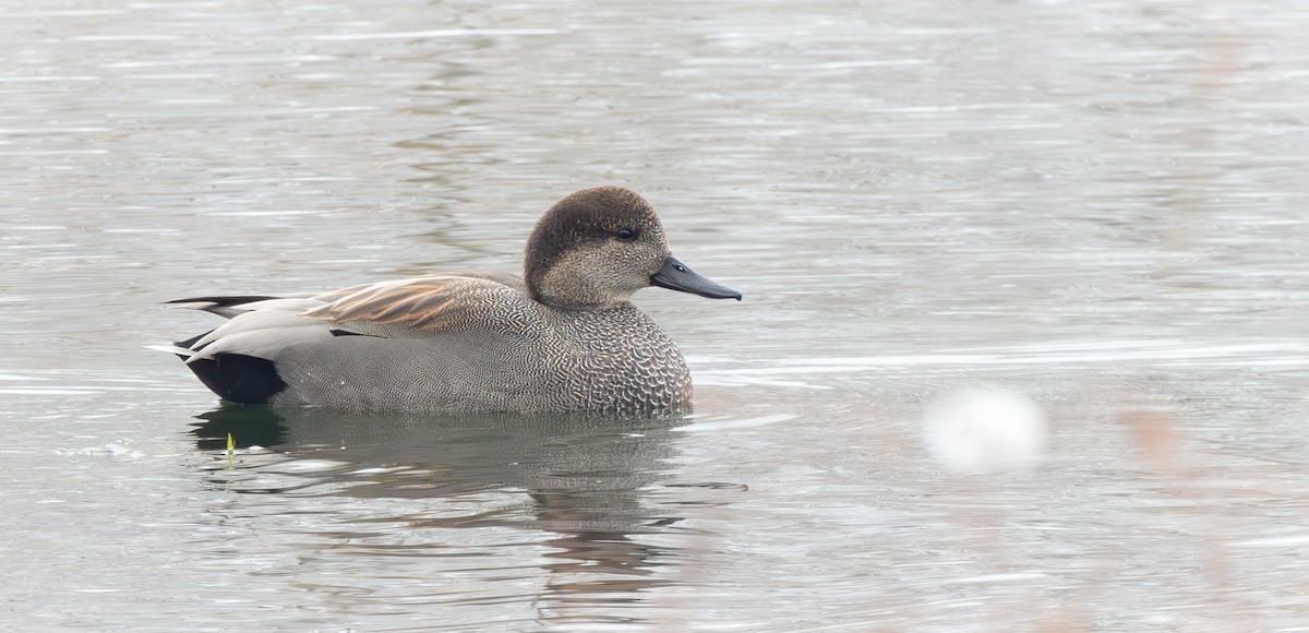 kopřivka obecná - ML646622864