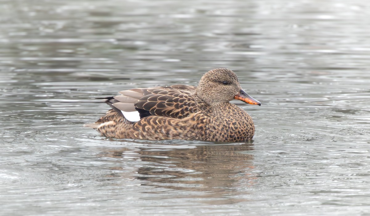 kopřivka obecná - ML646622865