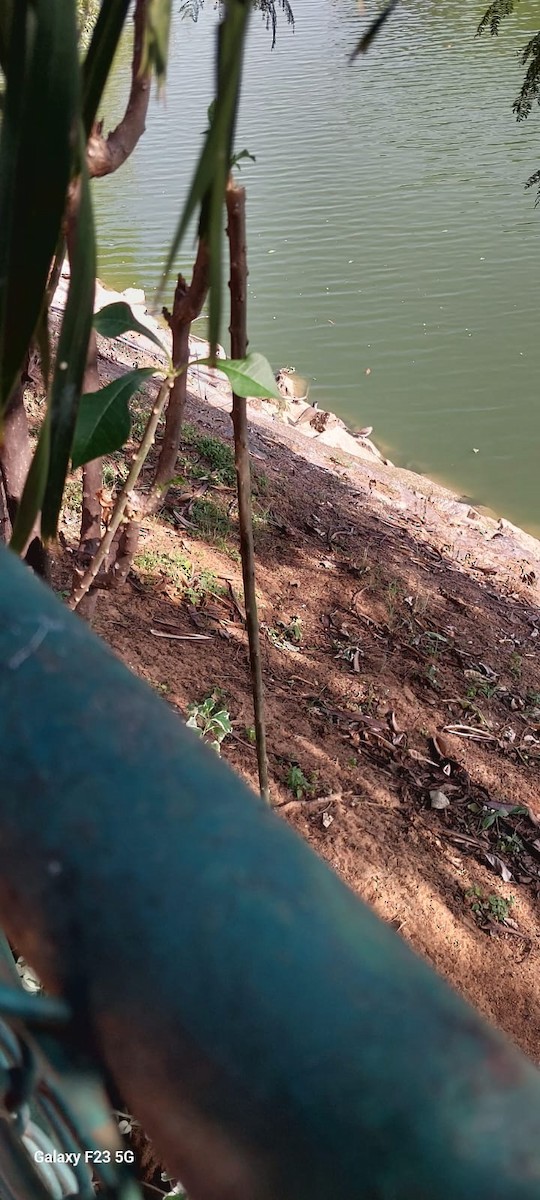 Red-wattled Lapwing - ML646622866