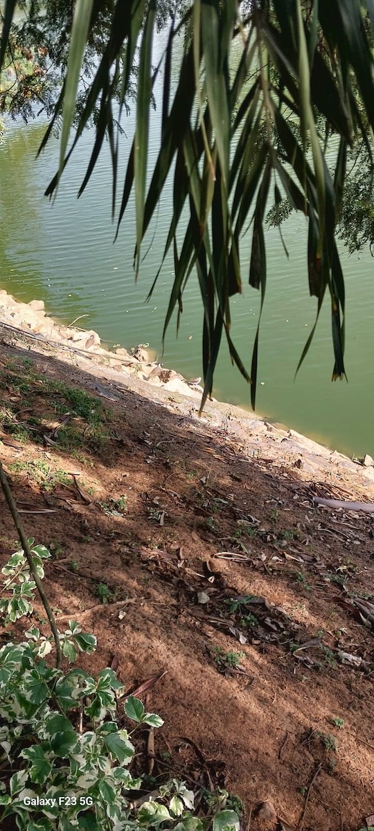 Red-wattled Lapwing - ML646622867