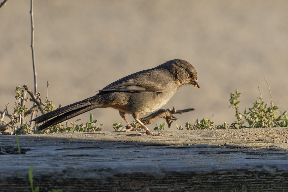 California Towhee - ML646622869