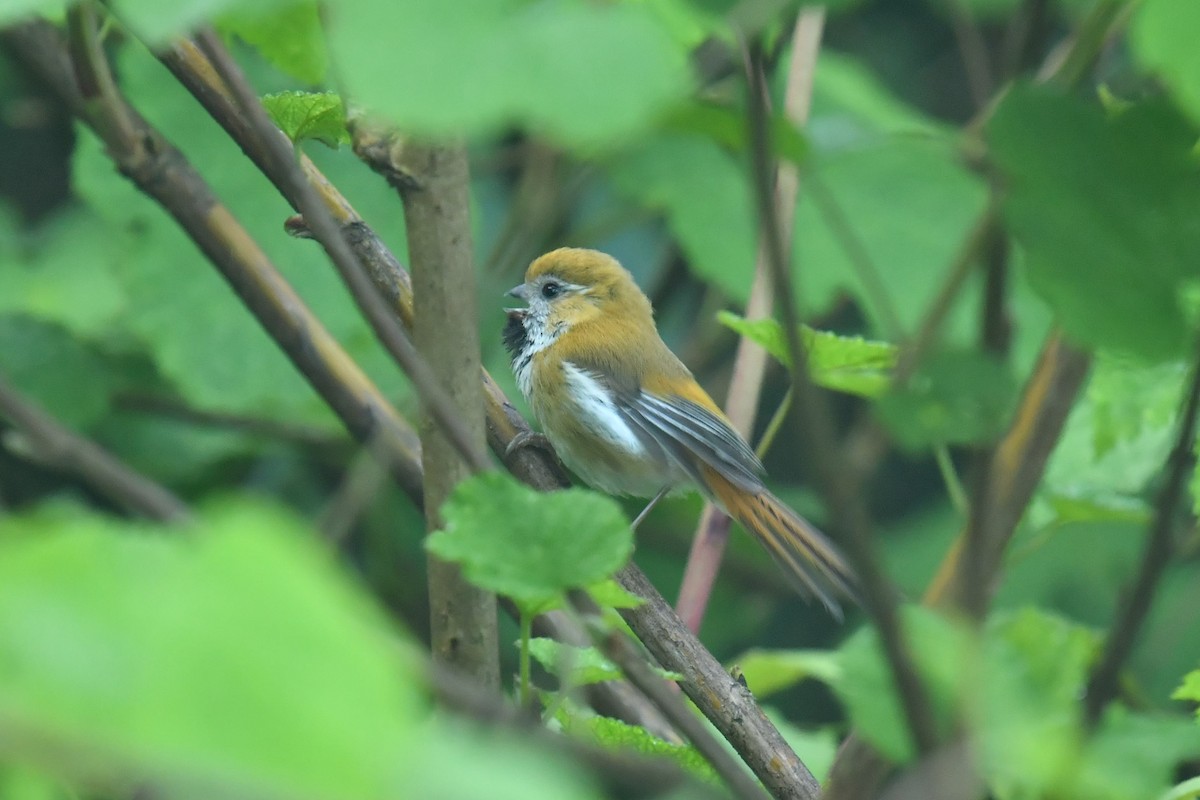 Golden Parrotbill - ML646622873