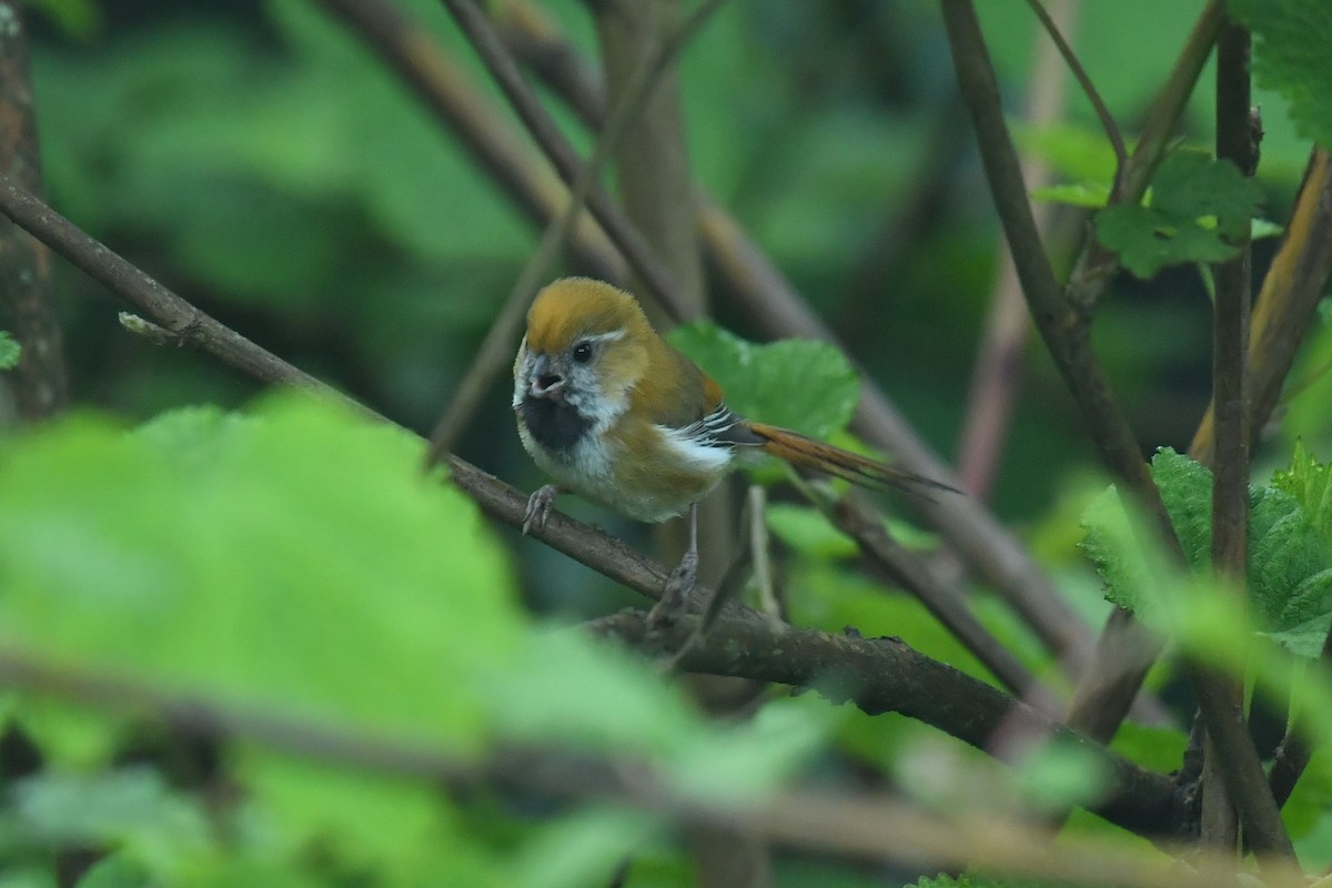 Golden Parrotbill - ML646622874