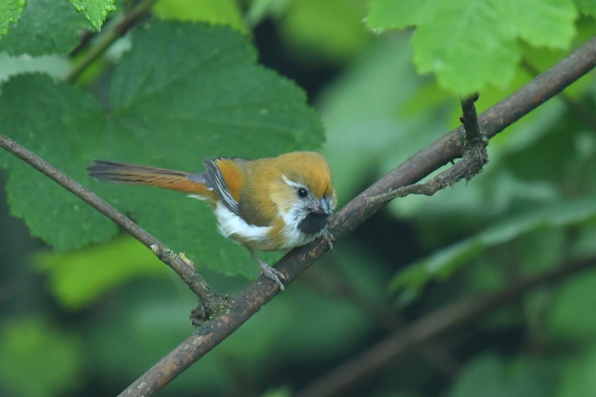 Golden Parrotbill - ML646622875