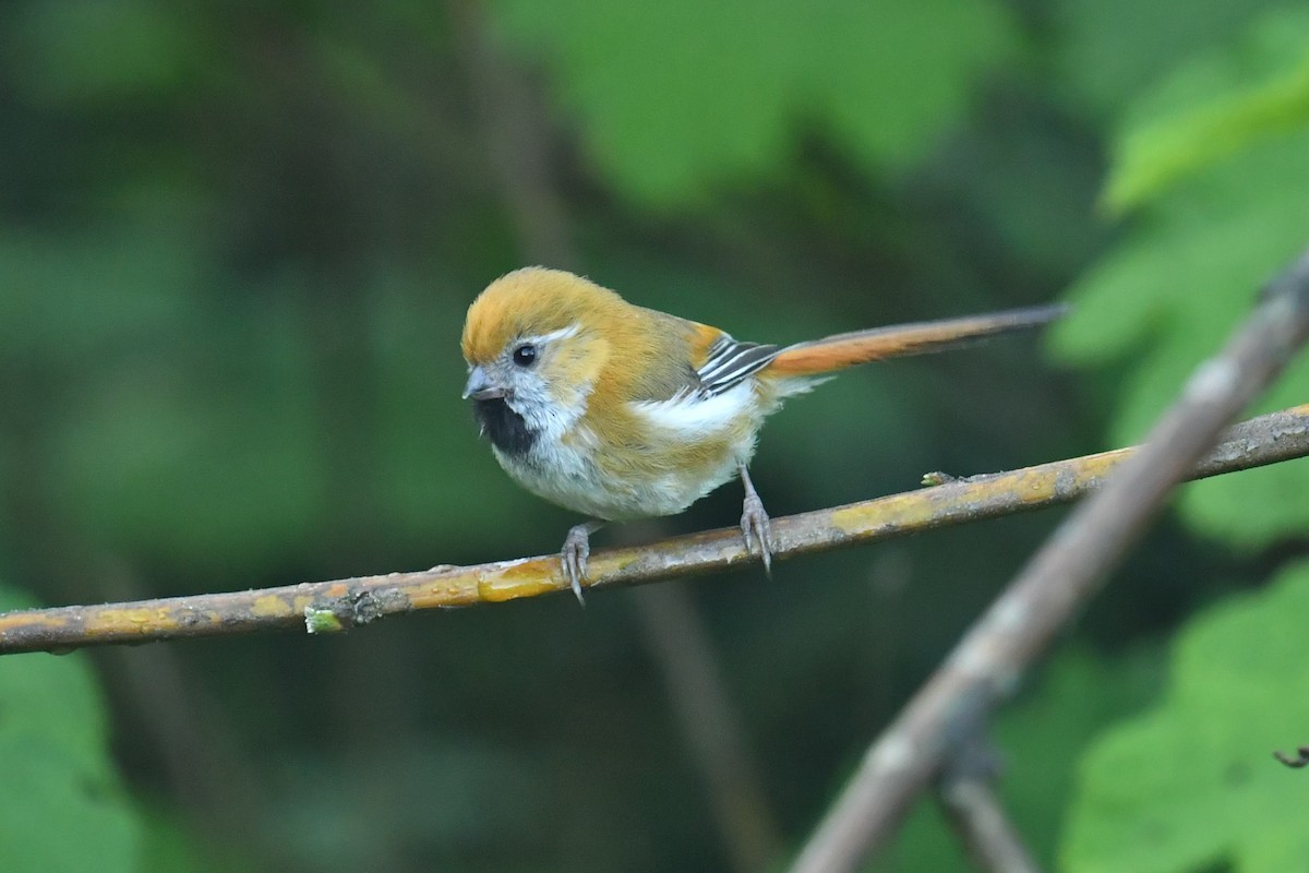 Golden Parrotbill - ML646622876