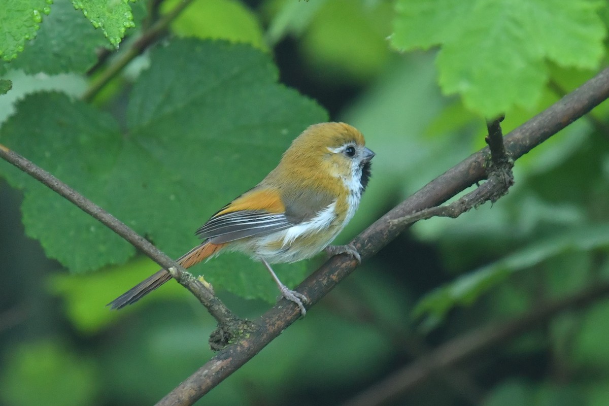 Golden Parrotbill - ML646622877