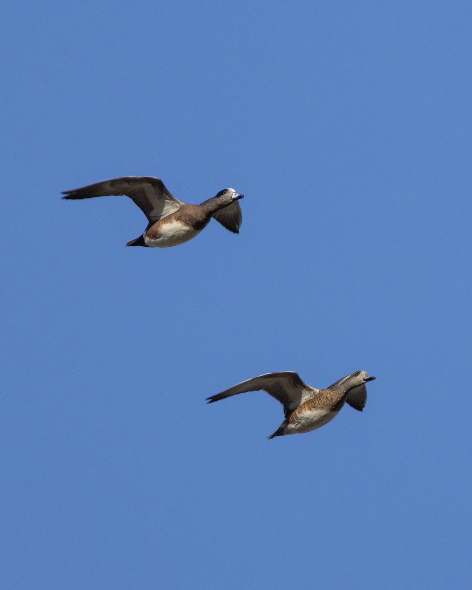 hvízdák americký - ML646622881