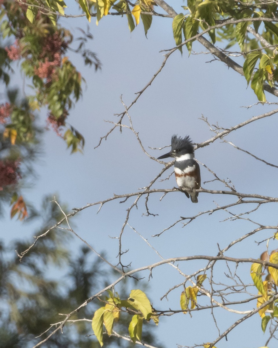 Belted Kingfisher - ML646622888