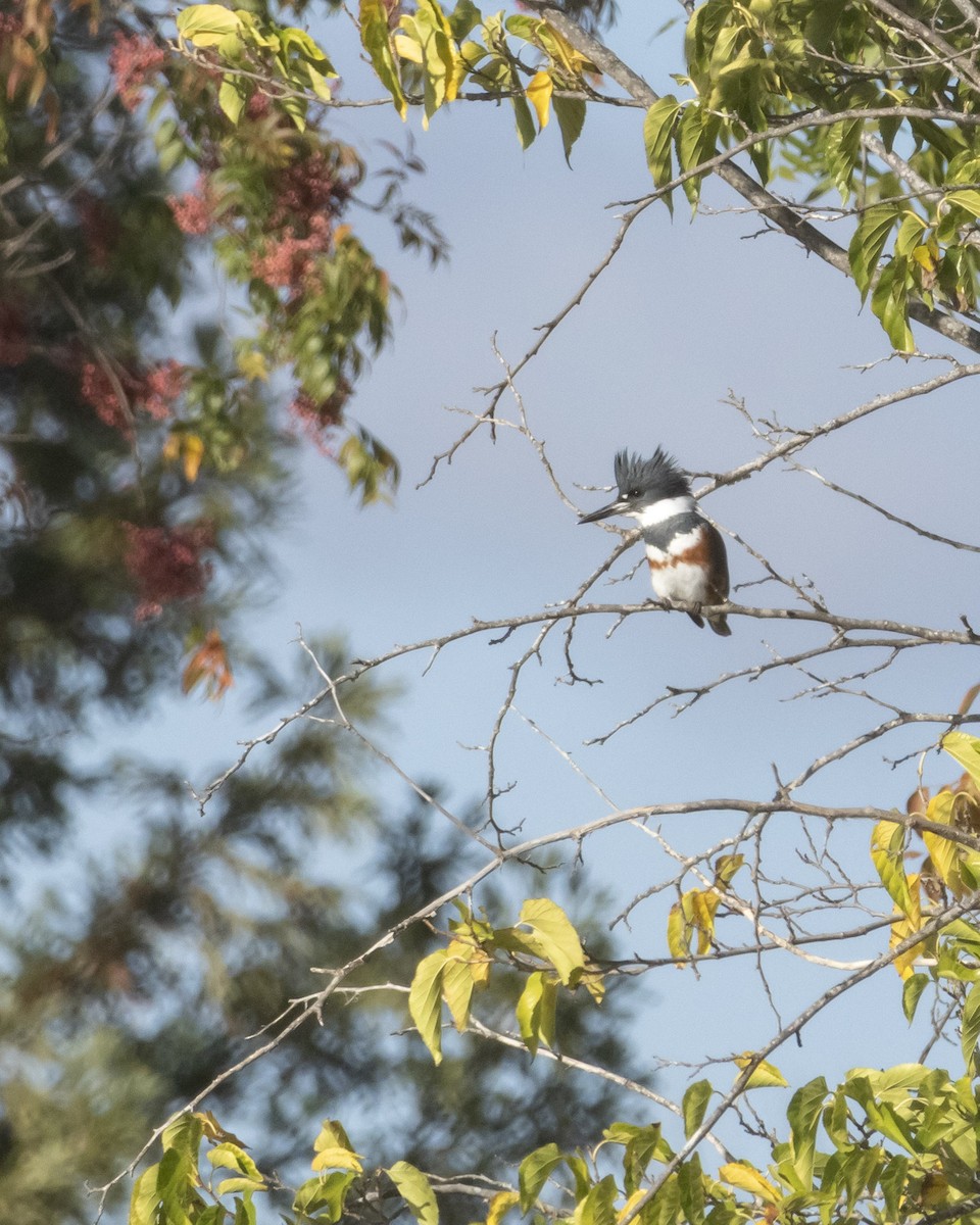Belted Kingfisher - ML646622889