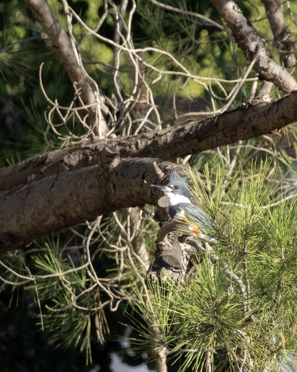 Belted Kingfisher - ML646622890