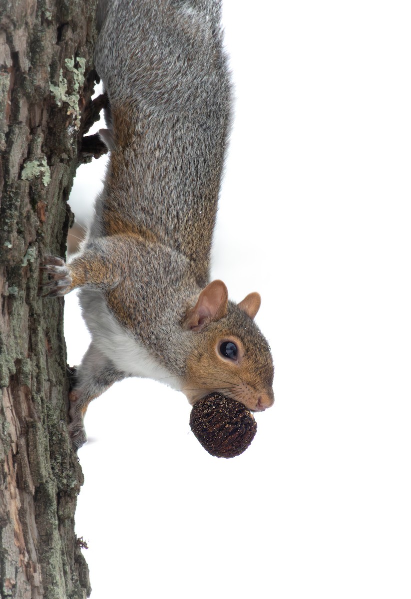 Eastern Gray Squirrel - ML646622891