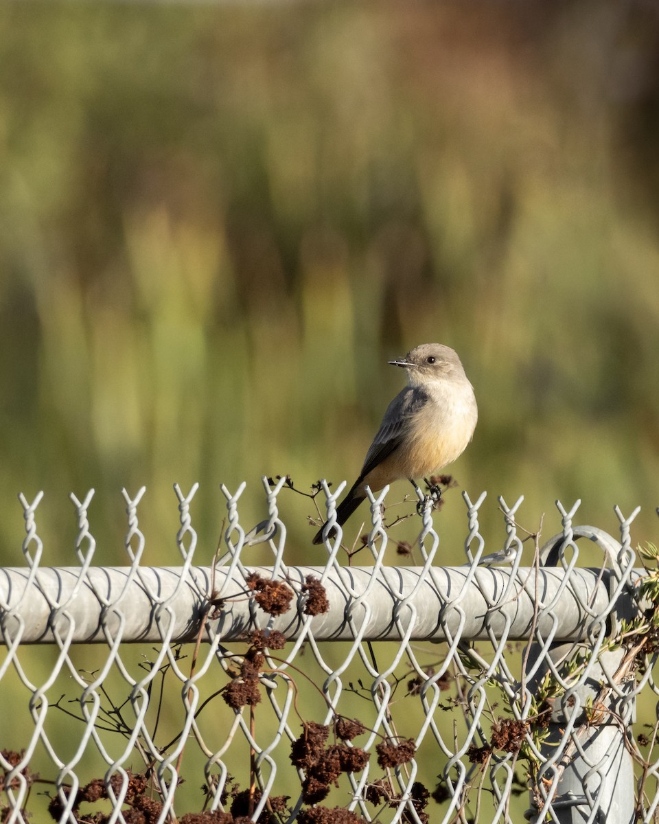 Say's Phoebe - ML646622892