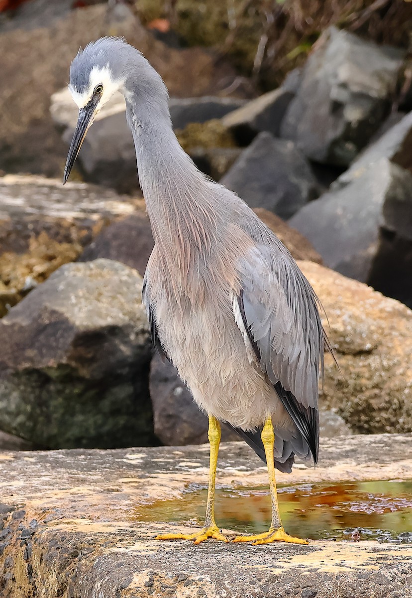 White-faced Heron - ML646622893