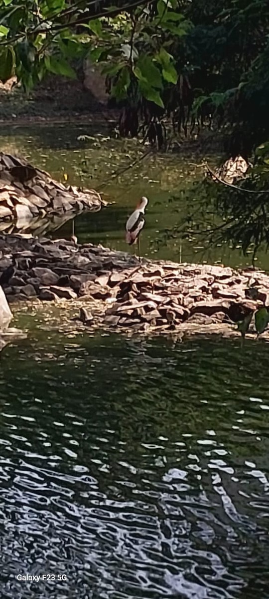 Painted Stork - ML646622894