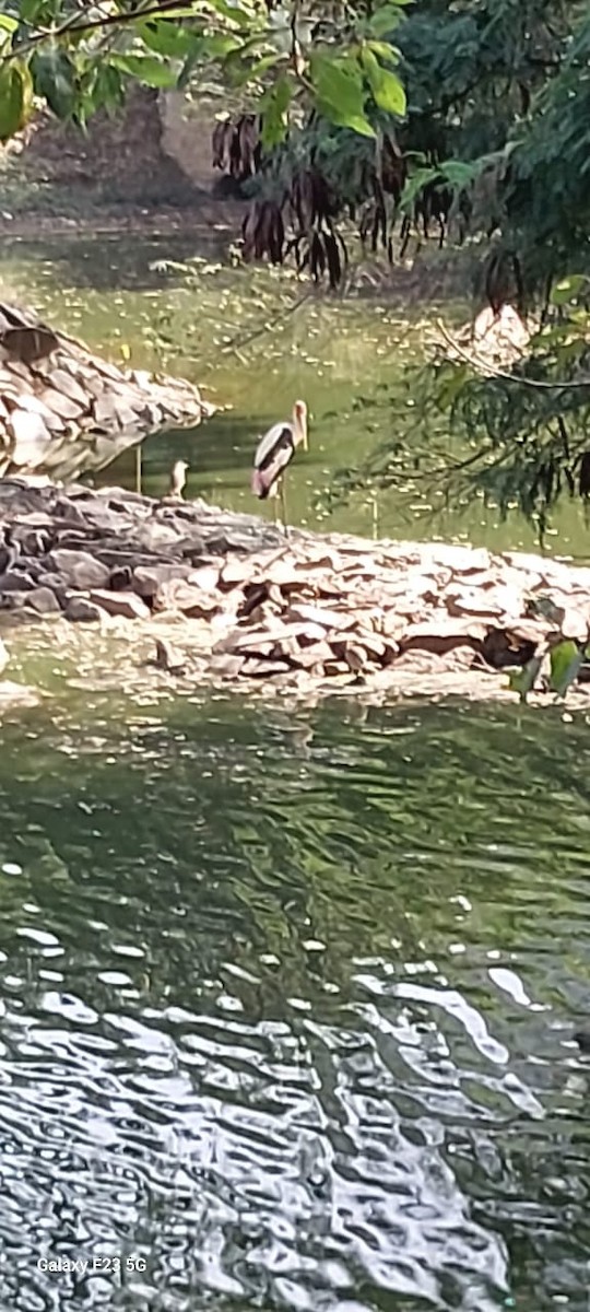 Painted Stork - ML646622895