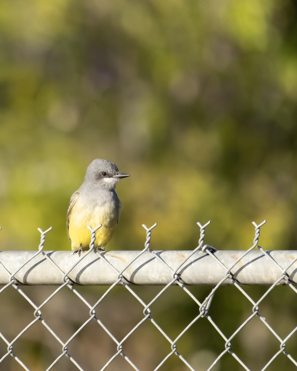 Cassin's Kingbird - ML646622905