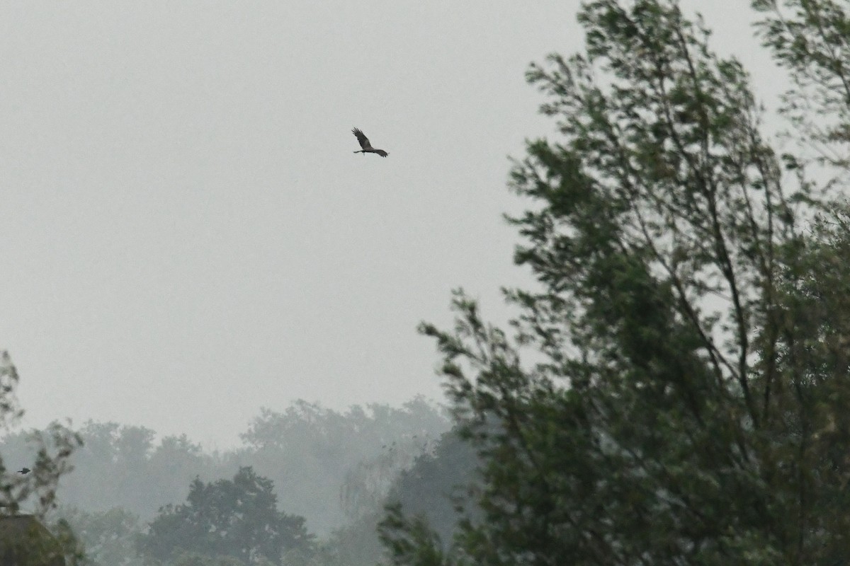 Black Kite (Black) - ML646622906