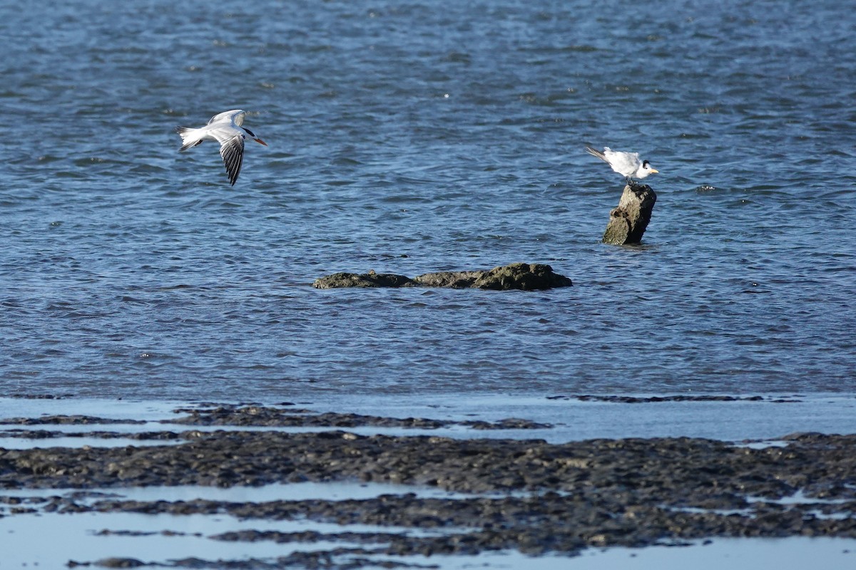 Royal Tern - ML646622907