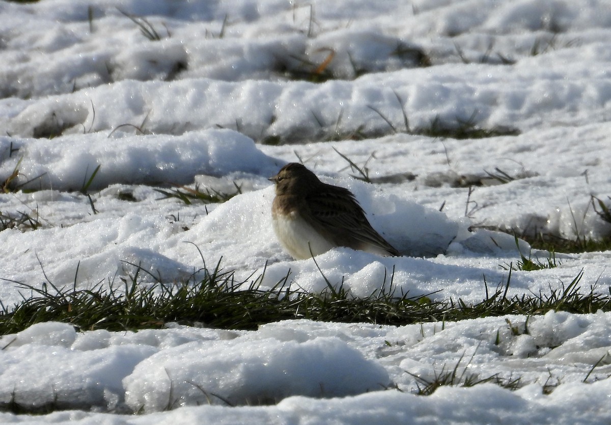 Horned Lark - ML646622908